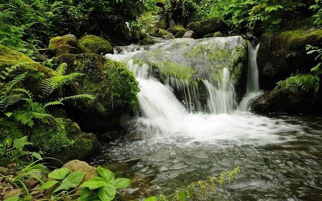 Mtirala National Park, Parklar və bağlar