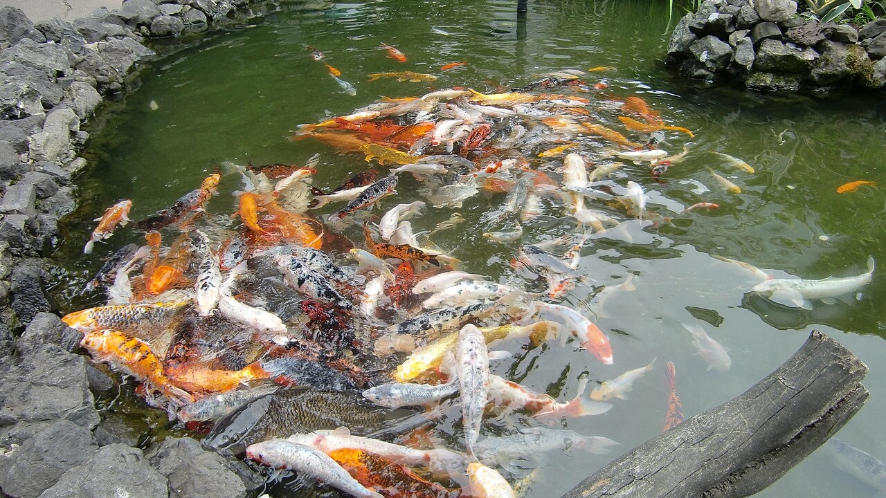 Batumi Aquarium
