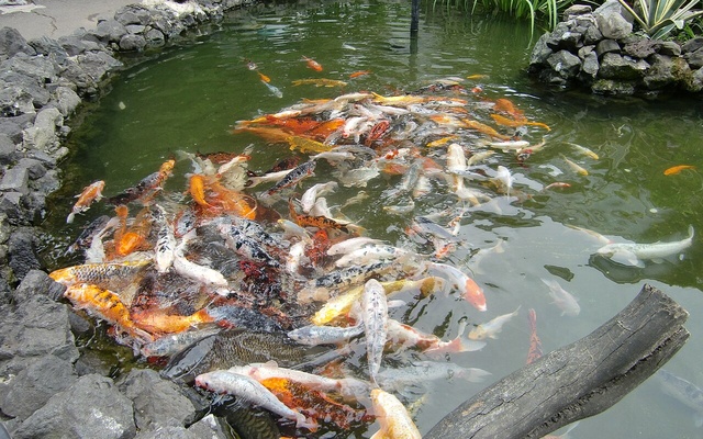 Batumi Aquarium, المتاحف وصالات العرض